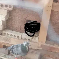 کبوتر گمشده هردوستی گرفته خودم می خرم قیمت بالا