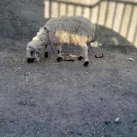 میش|حیوانات مزرعه|سربیشه, |دیوار