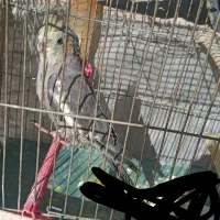 عروس هلندی زیبا و جوان|پرنده|سنقر, |دیوار