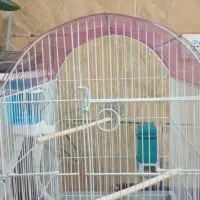 قفس|لوازم جانبی حیوانات|مرودشت, کناره|دیوار
