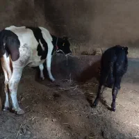 یک عدد گاو جوان و یک عدد گوساله ماده آنگوس