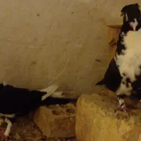 کبوترنوک ریزوپلاکی وپرشی|پرنده|خوانسار, |دیوار