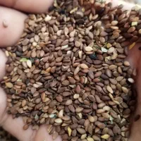 350000|خوردنی و آشامیدنی|سیلاخور, |دیوار