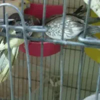 عروس هلندی مولد