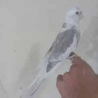 ‌عروس هلندی دستی دستی