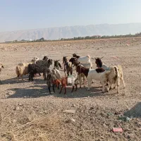 بز داشتی|حیوانات مزرعه|کوار, |دیوار