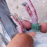 کبوتر پلاکی جاده جان اردن|پرنده|دشتابی, |دیوار
