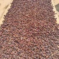 شیره خرما|خوردنی و آشامیدنی|آبپخش, |دیوار