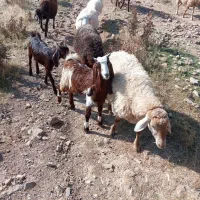 بزغاله عراقی اصل|حیوانات مزرعه|خواجه, |دیوار