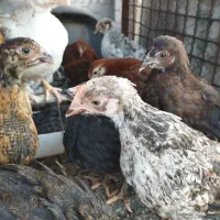 نیمچه گلپایگانی محلی درجه یک