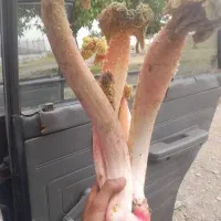 ریواس درجه یک تازه