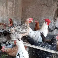جوجه گلین|حیوانات مزرعه|کرج, شاهین‌ویلا|دیوار