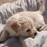 سگ شیتزو کراس