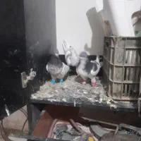 کفتر خال کله دم سار|پرنده|قلندر آباد, |دیوار