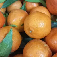 کرماتین پیوندی شیرین در حد|خوردنی و آشامیدنی|آشخانه, |دیوار