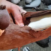 سرخ دم سفید نر