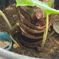 گل بابا آدم|گل و گیاه طبیعی|فردیس, فردیس|دیوار