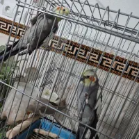 عروس هلندی یجفت بالغ اماده وجوجه 9ماهه|پرنده|جاجرود, |دیوار