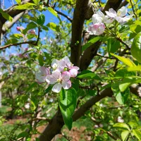 فروش باغ میوه 1050 متری در باغات روستای سیوان|فروش زمین و ملک کلنگی|مرند, |دیوار