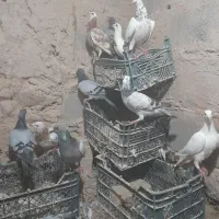 کبوتر
