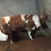 گوساله ماده|حیوانات مزرعه|دیواندره, |دیوار