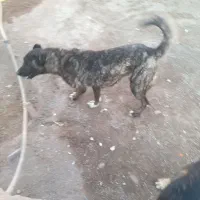 سگ ماده فروشی