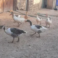 فروش قاز