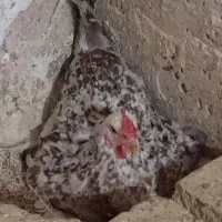 بوقلمون نر/مرغ گلین کرچ/خروس سربری/بلک استار