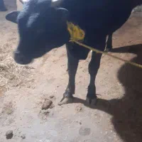 کل محلی گاو نر لیشه گاو|حیوانات مزرعه|رشت, خمیران زاهدان|دیوار