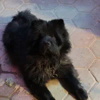 سگ چاو چاو نر