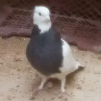 کفتر|پرنده|شیراز, لب آب|دیوار