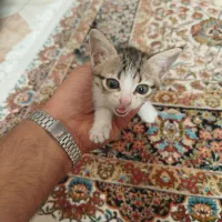 بچه گربه