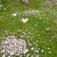 تعویض خروس با مرغ کوروپ (کورچ)