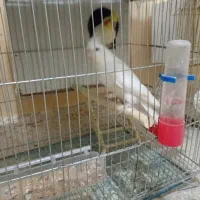 عروس هلندی،گرینچیک،برزیلی،ملنگو،مرغ عشق|پرنده|بندر کنگان, |دیوار