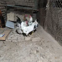 مرغ وخروس|حیوانات مزرعه|کرج, کارخانه قند|دیوار