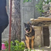 سگ گمشده|حیوانات|مشهد, ثامن|دیوار