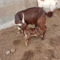 ۹تا بز زاییده همه جوان وشیرا