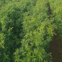 بذر یونجه رنجر امریکای