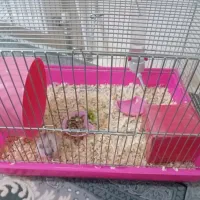 همستر سالم|موش و خرگوش|پرند, فاز ۵|دیوار