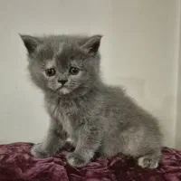 گربه اسکاتیش بریتیش|گربه|کرج, عظیمیه|دیوار