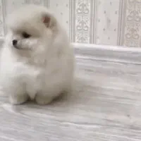 پامر خرسی|سگ|تهران, نیاوران|دیوار