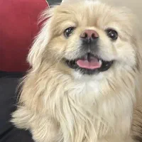 آموزش مربیگری سگ ها همراه با حقوق