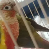 گرینچیک ماده رام دستی نر نیمه رام