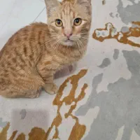 واگذاری رایگان گربه DSH|گربه|بابل, |دیوار