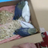 کوتوله موجود هست|پرنده|تربت جام, نظامی|دیوار