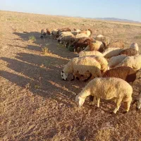 ۴۱راس میش