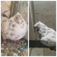 کبوتر سرور