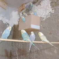 مرغ عشق رینبو