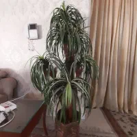 نخل زینتی با گلدان سرامیک هخامنشی