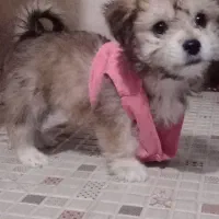 عروسک شیتزوکراس باهوش